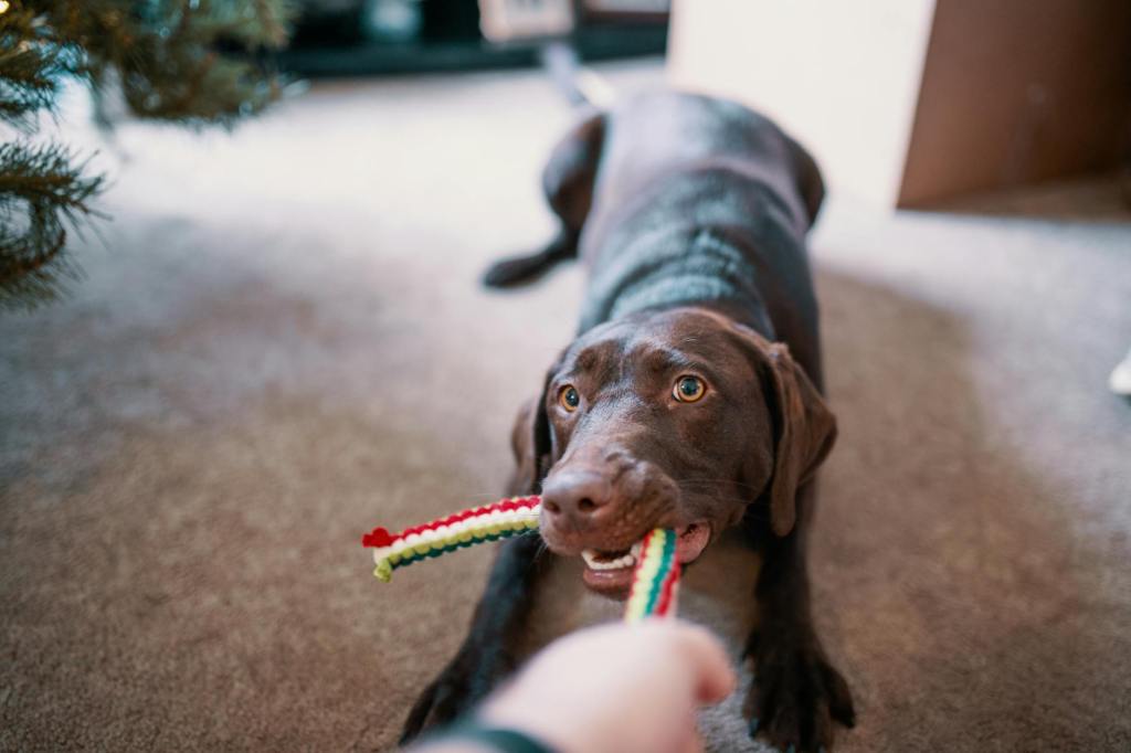 Choosing the Right Dog Toy: Essential&nbsp;Tips