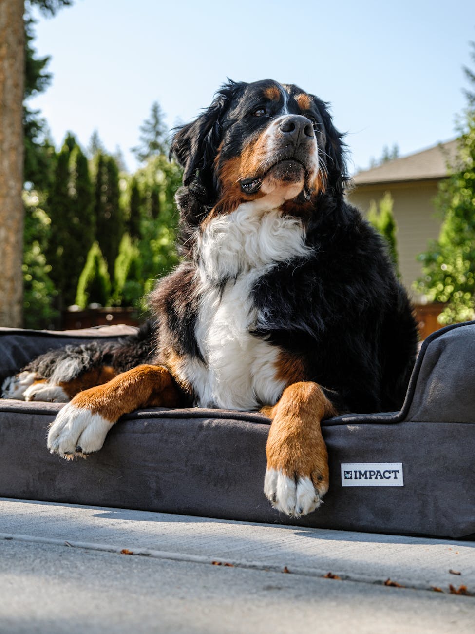 Best Dog Beds for Arthritis: Top 10 Orthopedic Options for Senior Dogs (2025&nbsp;Review)