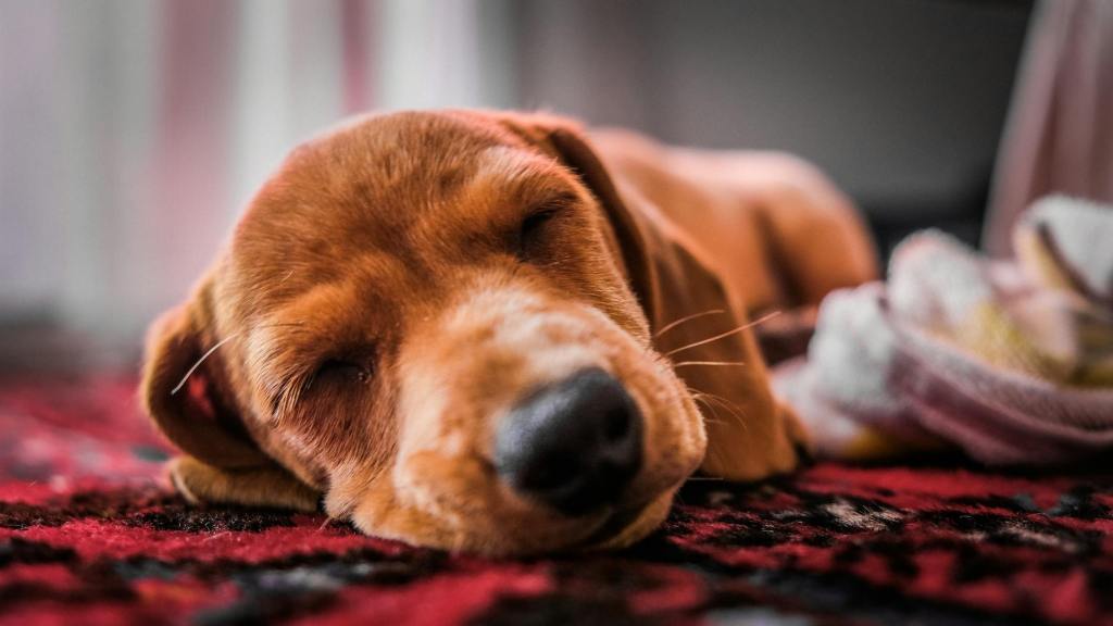 CBD for Dogs: Does It Work for Anxiety and Pain? Research&nbsp;Review
