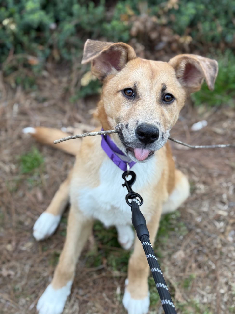 The Complete Guide to Finding the Best Dog Collar for Your Canine&nbsp;Companion