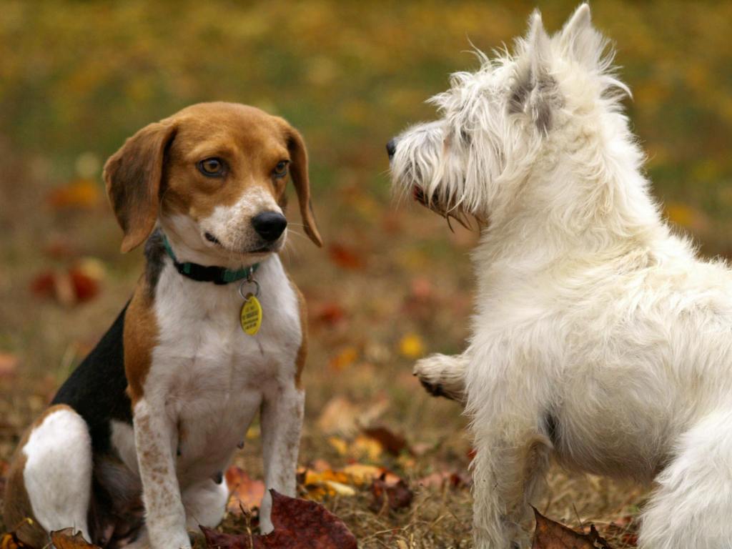 Dog Park Etiquette: Rules Every Owner Should&nbsp;Know