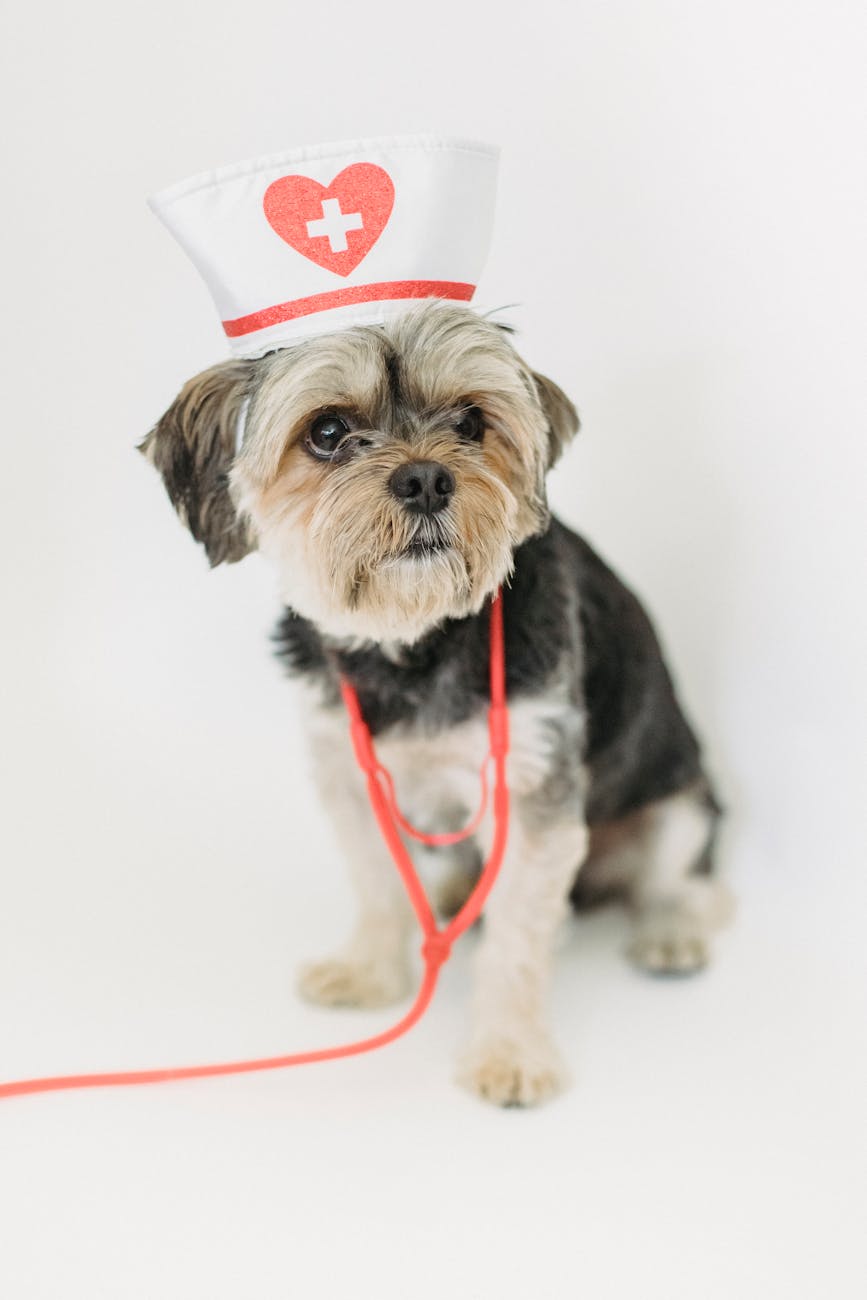 Top 7 Ballard Veterinarians for Dogs: Best Animal Hospitals for&nbsp;2025