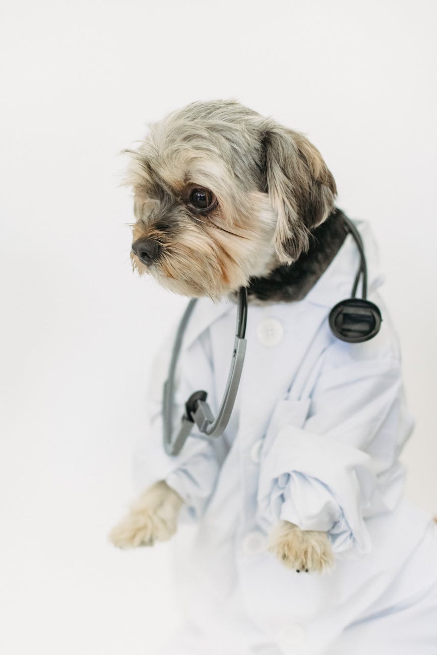 Top 7 Bellevue Veterinarians for Dogs: Best Animal Hospitals for&nbsp;2025