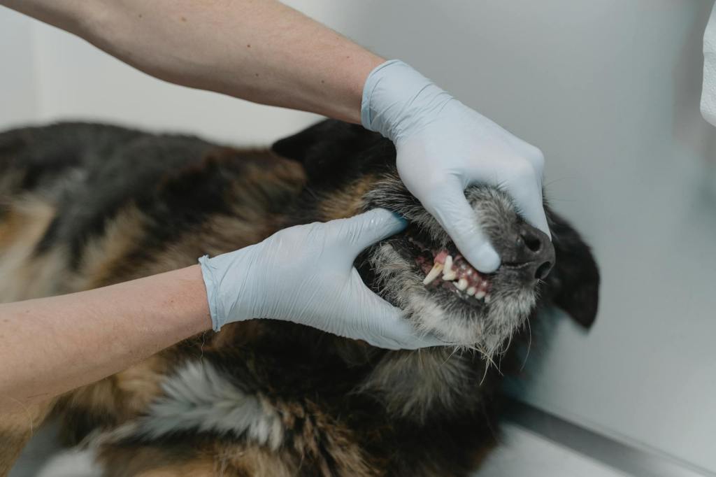 Dog Dental Care: Complete Guide to Canine Teeth Cleaning and Oral&nbsp;Health